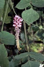 Image result for Pueraria