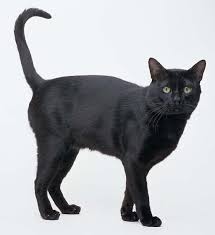 American Shorthair Bombay Cat Vs Black Cat Cuddly And Black Yes Please Cat Breeds Bombay Cat American Shorthair Cat