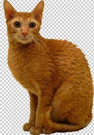 Cats Png Cats Cats Animals Png