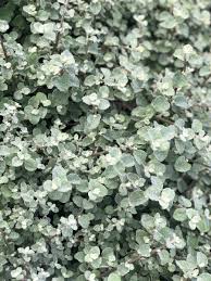 Image result for Helichrysum graniticola