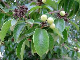 Image result for Volkameria glabra