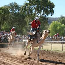 Camels have been domesticated for a very long time; Camel Cup Wikipedia