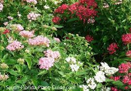 Even the smallest garden ponds will benefit from having plants, and luckily, there are many species perfect for it's hardy, able to grow in climates as northerly as canada and as far south as columbia. South Florida Perennials