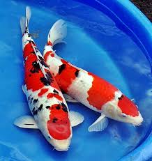 Langkah dalam budidaya ikan koi hampir sama aja kayak budidaya ikan mas. Cara Tepat Budidaya Ikan Koi Di Kolam Terpal Supaya Untung Besar Www Jualikankoi Co Id
