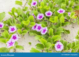 Image result for Ipomoea pes-caprae