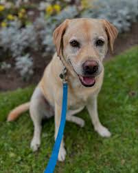 🔔 May birthday alert 🔔 happy birthdays to Ella, Dennis and Milo!! Party  hard friends!! #birthday #birthdaydog #dogwalker #torontodog  #torontodogwalker #femaleownedbusiness #urbandogwalkstoronto