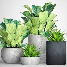 Indoor lily flower in the aquarium. 3d Ficus Lyrata Pots Cgtrader