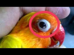 Tidak hanya sekadar obat tetes mata, persoalan kebersihan diri pun penting utuk kondisi ini. Cara Mengobati Lovebird Sakit Snot Dan Obat Paling Ampuh Youtube