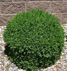 The green velvet boxwood (buxus x 'green velvet') is a fantastic cultivar that is grown for its superior foliage and leaf color! Green Velvet Boxwood Gallon Container Grimm S Gardens