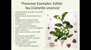 Image result for Theaceae