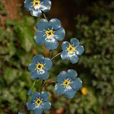 We did not find results for: Forget Me Not Recycled Metal Garden Sculpture By Chi Africa Notonthehighstreet Com