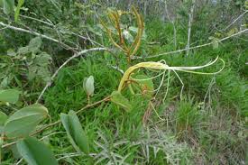 Image result for Alvesia clerodendroides