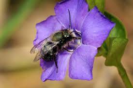 Due to the cool (14c) partly cloudy weather they had a hard time getting their metabolism going. When Should I Put My Mason Bees Outside Honey Bee Suite