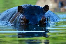 Image result for Hippocratea pallens