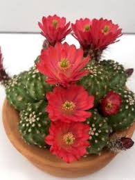 Please help support my channel by visiting my online shop here. 97 Cactus With Flowers Ideas Cactus Planting Succulents Cactus Plants