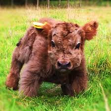 However, if you were looking to purchase a basic bottle fed calf, then the costs would be in the $500 to $1,000 range. Best 30 Highland Cattle Fun On 9gag