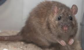 Norway Rat Smithsonian S National Zoo