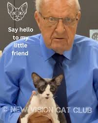 Devon Rex. Judge Don Williams. #devonrex #devonrexcat #devonrexcats