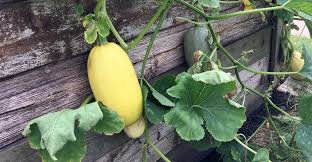 Pick summer squash when it's small and tender—the. How To Grow Spaghetti Squash My Garden Life