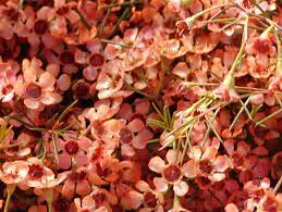 You can see how to get to wholesale & gift center on our website. Coral Wax Flower Wax Flowers Coral Flowers Types Of Flowers