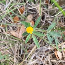 Image result for Stylosanthes