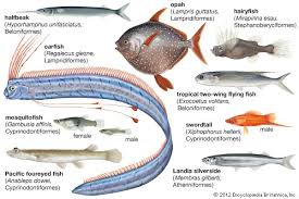 Image result for Ochthocharis