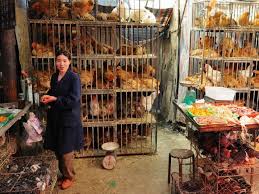 Bird flu is much deadlier than either sars or the. New H7n9 Bird Flu Threats In China Q A With One Health Expert Gregory Gray
