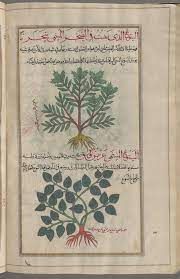 great tree spurge euphorbia dendroides al yattu called arboreal shajari top broad leaved sp euphorbia botanical illustration new york public library