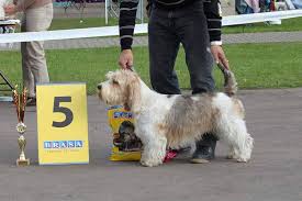 Image result for malý vendéeský hrubosrstý honič