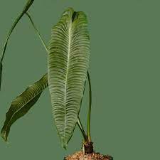 One Of My Favorite Plant Purchases This Winter Has Been My Anthurium Veitchii Narrow Form It Has Such Elegant Foliage With It Plants Cool Plants Anthurium