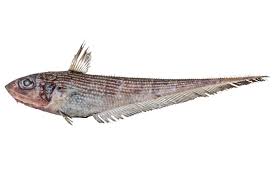 Image result for Coelorachis