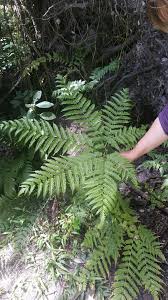 Image result for Pteris tripartita