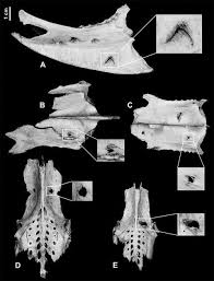 The composition of saliva is very informative for analysis or to compare the physiology or pathology of the human body. Avian Carnivore Ungulate And Effects On Bone Springerlink