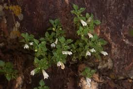 Image result for Stemodiopsis rivae