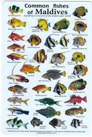 Fishes Of The Maldives Fish Books And Dive Charts Maldive