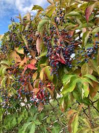 Image result for Parthenocissus