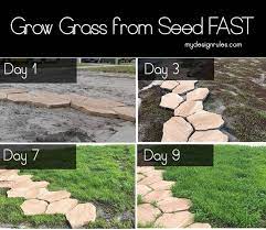 This will help promote root growth and fast, lush growth of the grass blades. How To Grow Grass From Seed In Florida Like A Pro My Design Rules