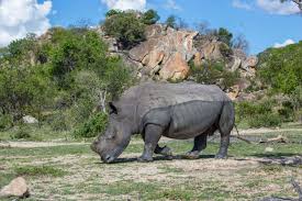 Protecting Rhinos Has Become A Global Conservation Priority Is It Working Chauvet, lascaux why did the magdalenian people use the depths of the cave for rock art?, and what meaning did they give to the cave paintings they left there? baku magazine