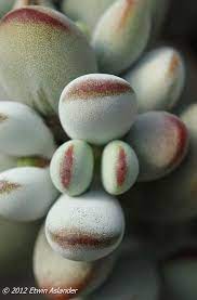 Cotyledon Sp Boegoeberg Cacti And Succulents Succulent Gardening Planting Succulents