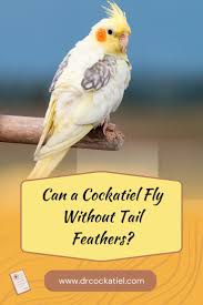 Tail Feather A Blood Feather? | Parrot Forum 🦜 Parrot Owners Community