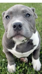 This Loveable Teacup Puppy Will Bring You Joy Dogs Are Wonderful Companions Teacuppuppy Cute Animals Cute Dogs And Puppies Puppies