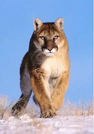 Ml1 Jpg 284 404 Mountain Lion Jungle Cat World Big Cats