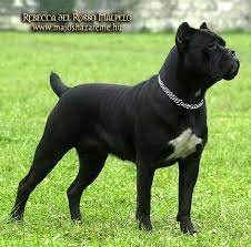 rebecca corso dog cane corso dog cane corso