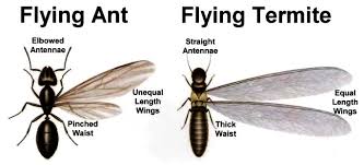 Pest control in tampa with a money back guarantee! Termite Control All About Pest Termite Pest Specialist
