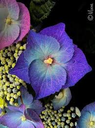 Fiori freschi fiori primaverili fiori bianchi bellissimi fiori disposizioni floreali moderne centrotavola fiori artigianali fiori fotografie bouquet sposi addobbi fiori matrimonio brescia. Pin Di Apoline Su Dunyadan Cicekler Flowers Fotografia Di Fiori Fiori Ortensie