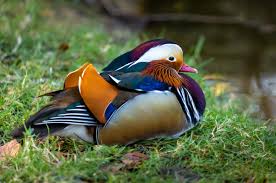 Libre pour usage commercial ✓ pas d'attribution requise ✓. Canards Sauvages Oies Et Grebes De L Inde