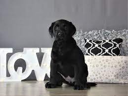 We did not find results for: Labrador Retriever Puppies Petland Carriage Place