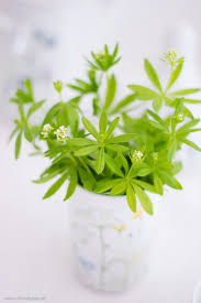 Waldmeister Rezepte Und Warum Wir Diese Pflanze So Sehr Lieben In 2020 Waldmeister Limonade Selber Machen Altbierbowle