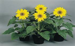 Sunflower little leo adalah tipe dwarf plant atau tanaman pendek dengan kelopak bunga berwarna kuning tenang. 12 Jenis Bunga Matahari Lengkap Beserta Gambarnya