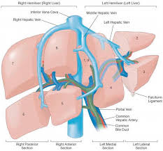 Check spelling or type a new query. Surgical Resection In Hcc Intechopen
